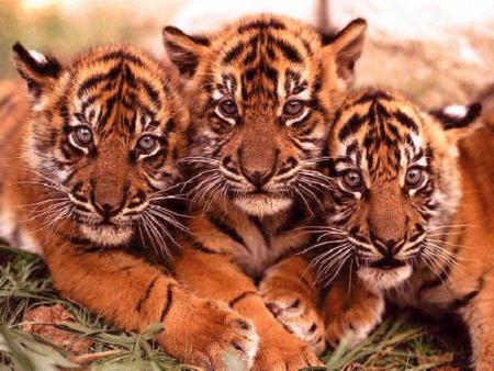 tigron(eu zut !! eu bebe tigre)