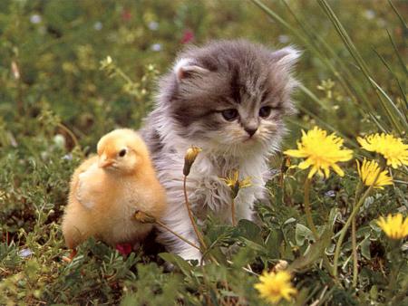 animeau: chaton